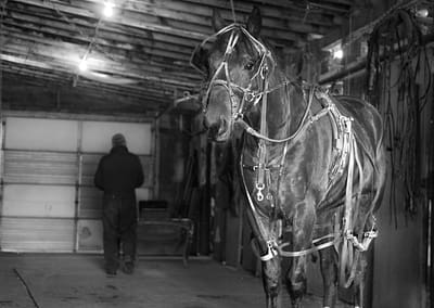 Horse 10 scaled