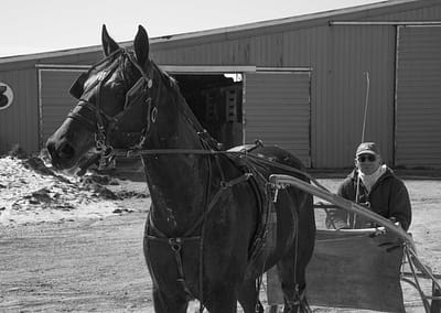 Horse 12 scaled