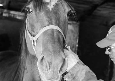 Horse 15 scaled