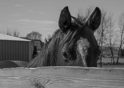 Horse 16 scaled
