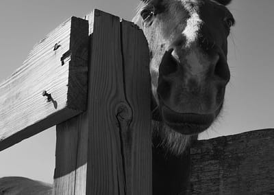 Horse 20 scaled