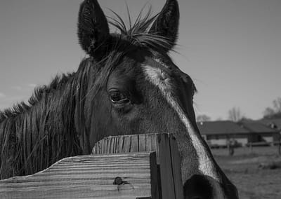 Horse 21 scaled