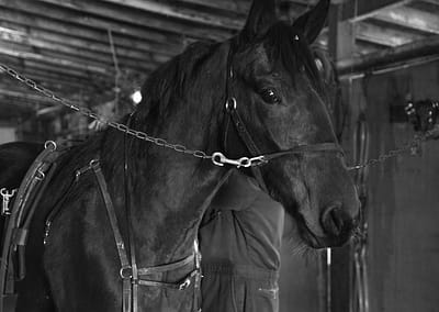 Horse 4 scaled