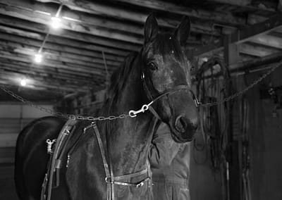 Horse 5 scaled