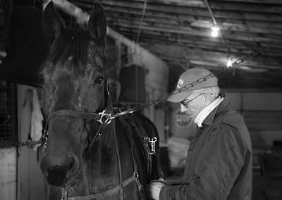Horse 6 scaled