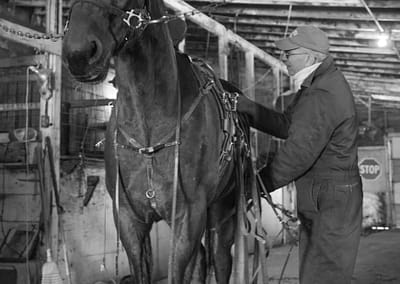 Horse 7 scaled