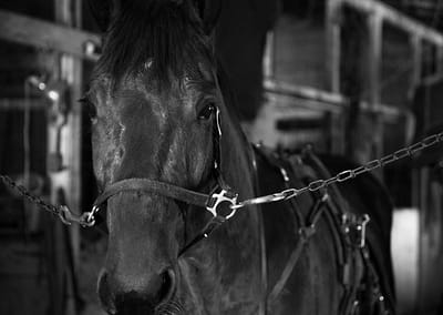 Horse 8 scaled