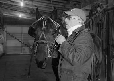 Horse 9 scaled