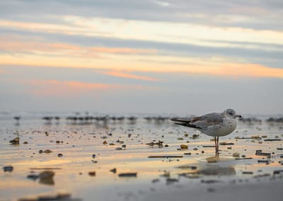 Bird on beach at sunset
